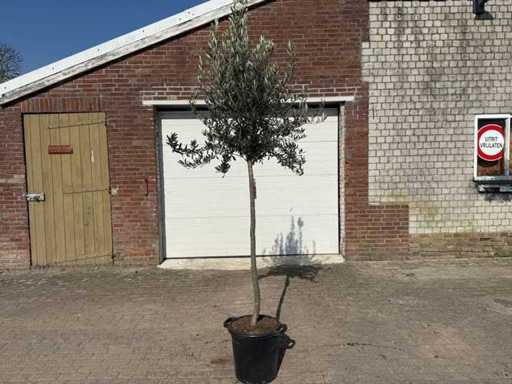 Olive Tree Wild Crown - Olea Europeau - Height approx. 200cm
