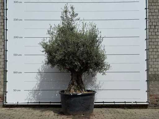 Olive tree Bonsai - Olea Europaea - approx. 80 years old - height approx. 230 cm