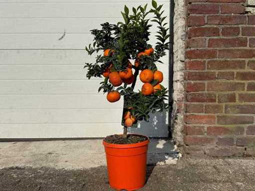 Chinotto tree - Citrus Chinotto - height approx. 70 cm