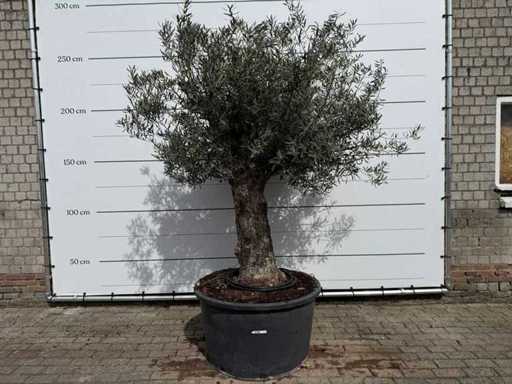 Olivenbaum alter Stamm – Olea Europaea – ca. 75 Jahre alt – Höhe ca. 250 cm