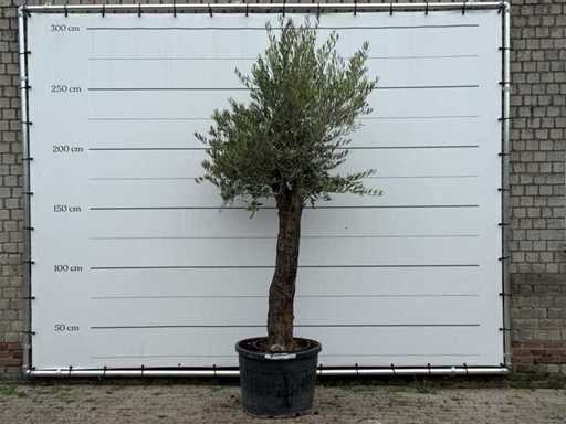 Tronc fantasque d’olivier Hojiblanca - Olea Europaea - environ 40 ans - hauteur environ 280 cm