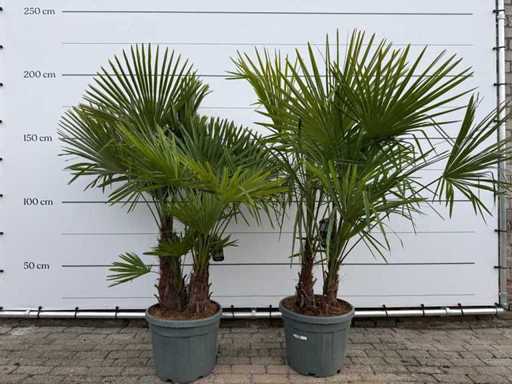 2x Chinese fan palm triple stem - Trachycarpus Fortunei - height approx. 180 cm