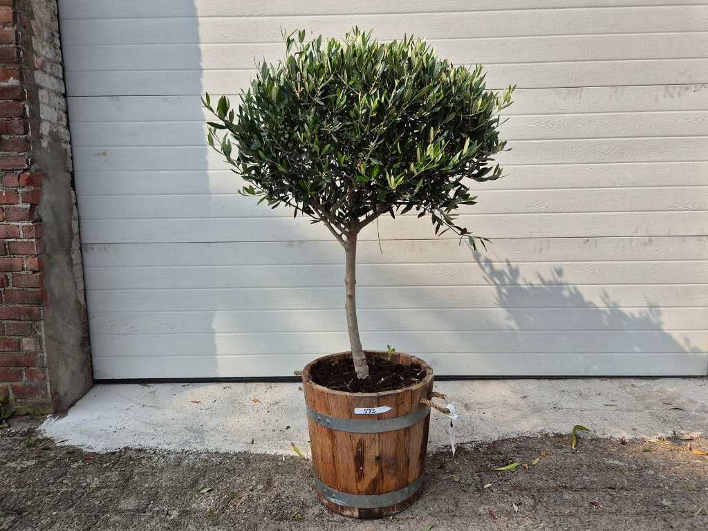 Olive tree in wooden planter - Olea Europaea - height approx. 130 cm