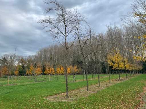 Gleditsia triacanthos (11x)
