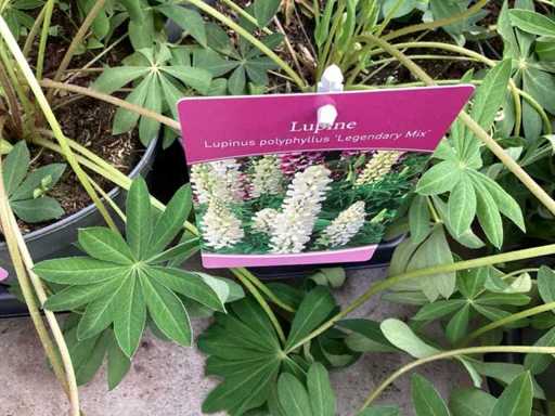 Vaste planten - lupine(30)