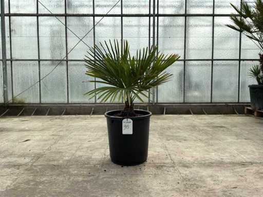 Palme (Trachycarpus fortunei)