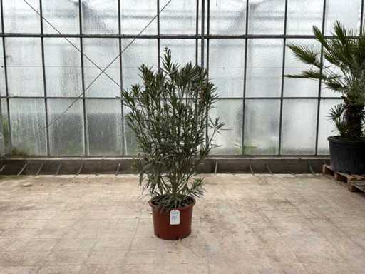 Nerium Oleander Rood