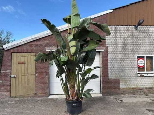 Paradijsvogelplant XL - Strelitzia Augusta - hoogte ca. 290 cm