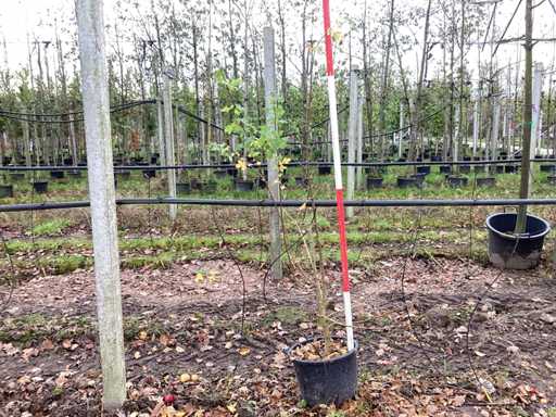 Klon polny – drzewo topiary (2x)