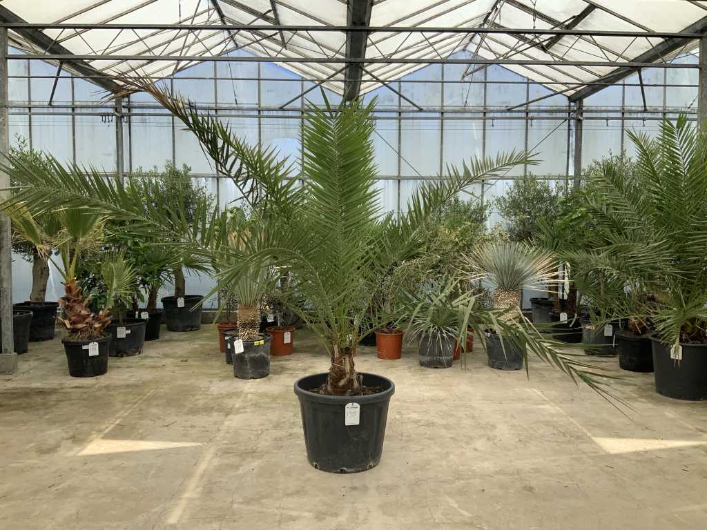 palma (Phoenix canariensis)