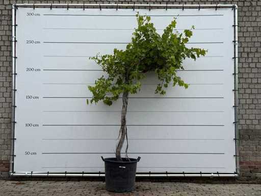 Grape plant high - Vitis Vinifera - height approx. 250 cm