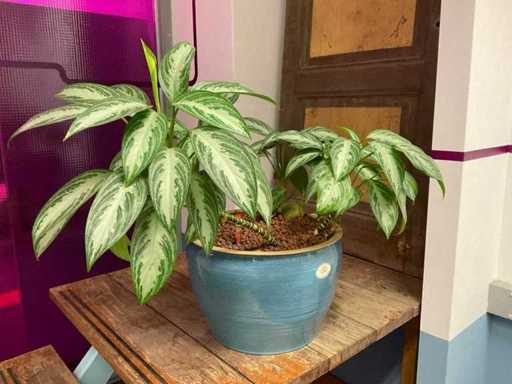 Hydroponic Plant With Pot