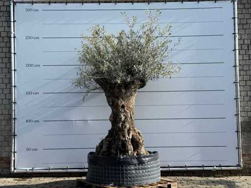 Olive tree Bonsai XL - Olea Europaea - approx. 150 years old - height approx. 240 cm