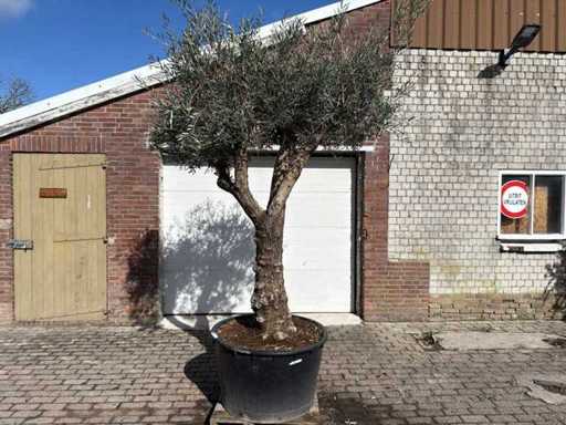 Bonsaï d’olivier ramifié - Olea Europea - 50 ans - Taille environ 280 cm
