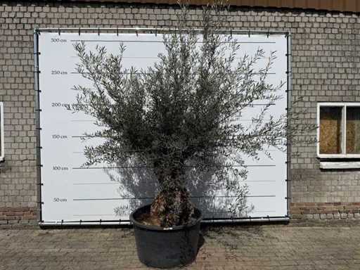 Olivenbaum-Bonsai – Olea Europaea – ca. 80 Jahre alt – Höhe ca. 220 cm