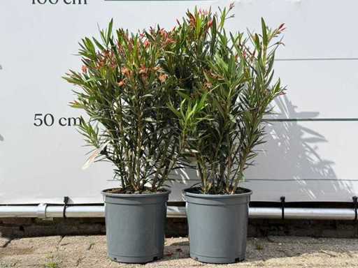 2x Oleander salmon - Nerium Oleander - height approx. 100 cm
