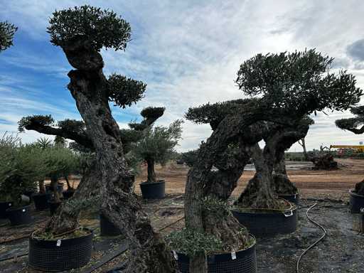  OLEA EUROPEA POM POM SECOLARE  