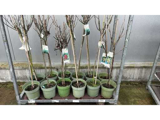 Rode bes, witte bes en zwarte bessen mix - Vrucht- / fruitboom (12x)
