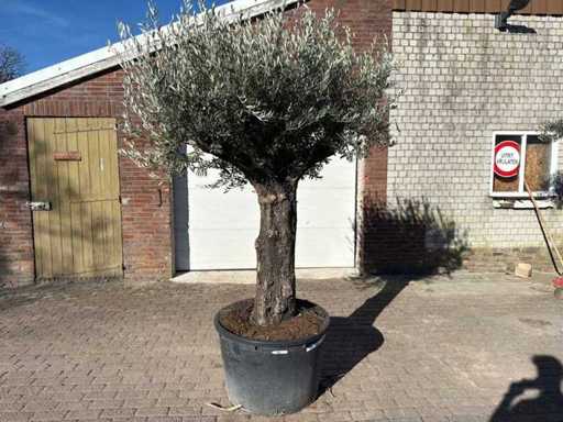 Olive Tree Old Trunk - Olea Europaea - 50 years old - Height approx. 250 cm 