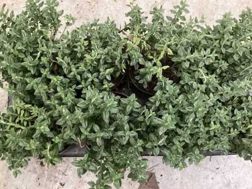 Teucrium (100x)