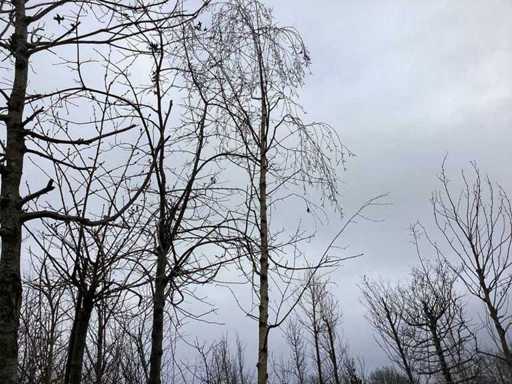 Witte Treurberk - Vormboom