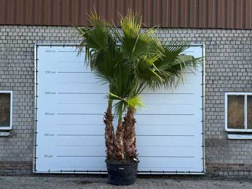 Palmier evantai mexican XL cu mai multe tulpini - Washingtonia Robusta - înălțime aprox. 280 cm