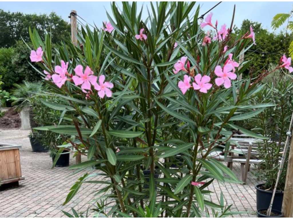 oleander roze 170cm incl pot