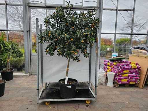 Prachtige kumquatboom (Citrus japonica) - 210 cm - Mediterrane fruitlust