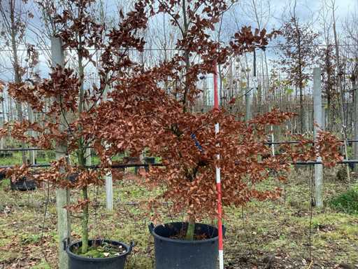 Zielony Buk - Park Tree (2x)