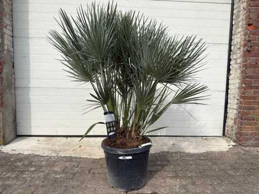 Europese Dwergpalm - Chamaerops Humilis - Hoogte ca. 150cm