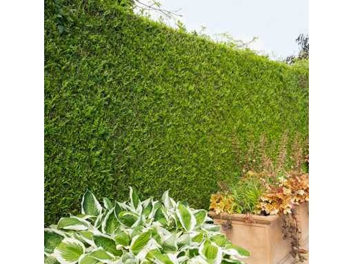 Conifers Artovirens (approx. 80-100cm) Hedge (50x)