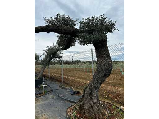  OLEA EUROPEA POM POM SECOLARE  