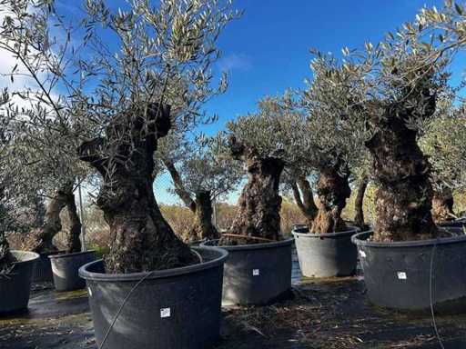 Olive Trees in Pots ( 3x)