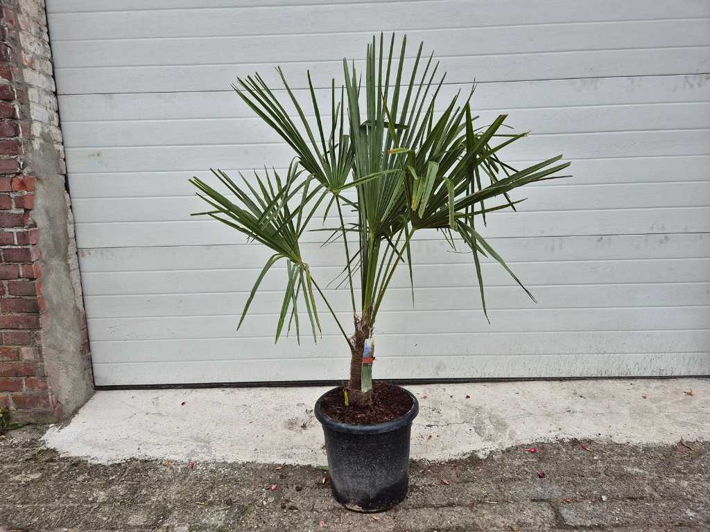 Chinese Waaierpalm - Trachycarpus Fortunei - Mediterrane boom - hoogte ca. 120 cm 