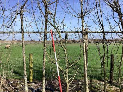 Mela selvatica - Albero a più steli