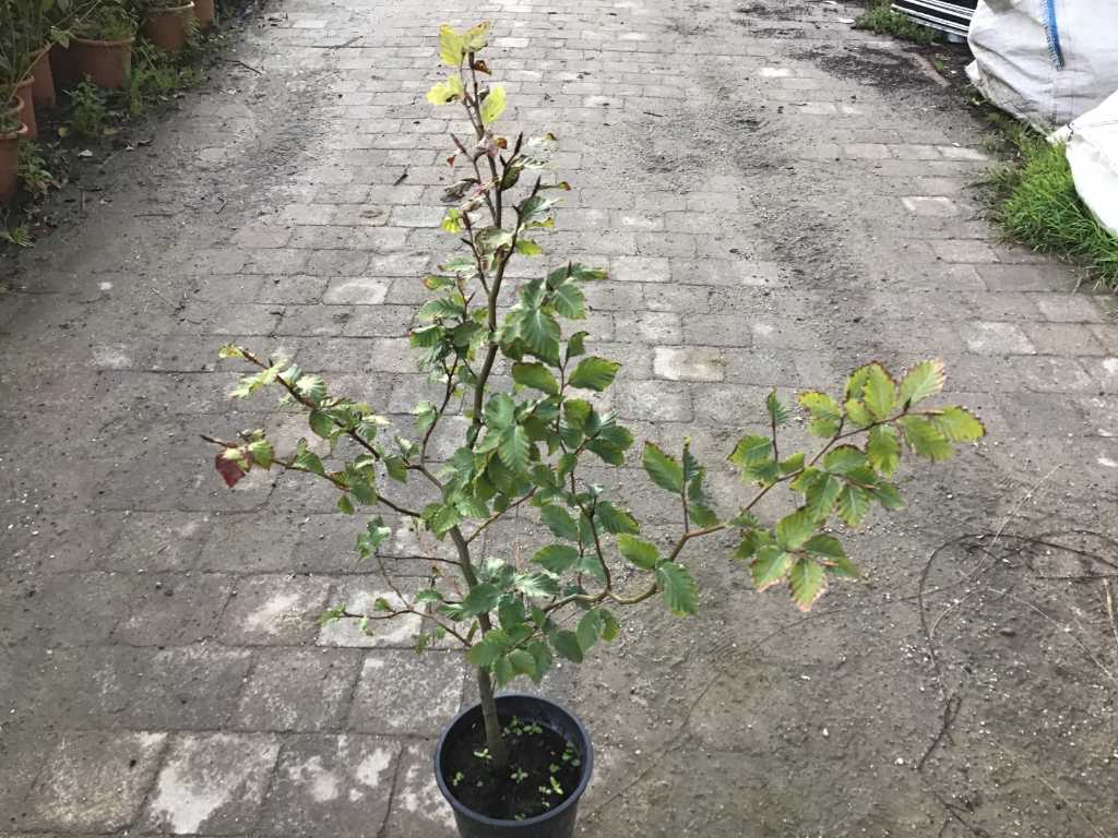 140 haagplanten