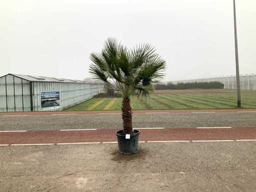 Wielopniowa palma (Chamaerops Humilis)