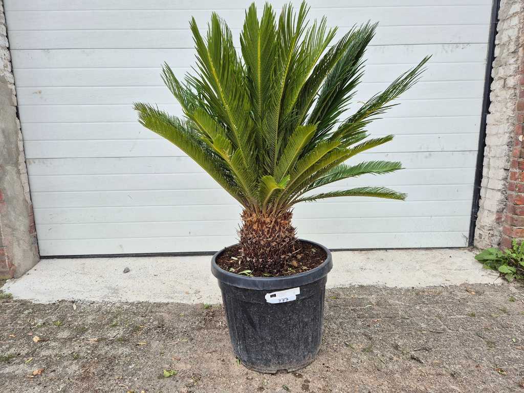 Palme des Friedens - Cycas Revoluta - Höhe ca. 100 cm