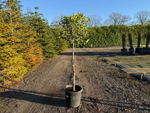 Citrus Limequat 160cm
