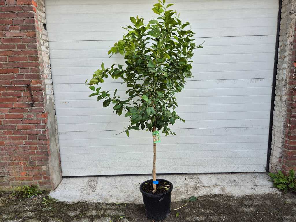 Citroenboom - Citrus Limon - Vrucht- / fruitboom - hoogte ca. 200 cm