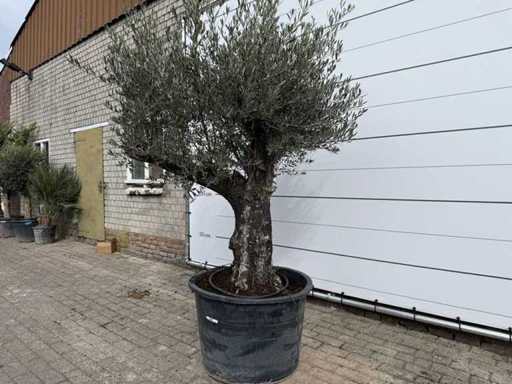 Olivenbaum Alte Haut – Olea Europaea – ca. 75 Jahre alt – Höhe ca. 250 cm
