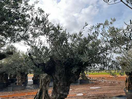 Olive – Olea Europea – Olea Europea 
