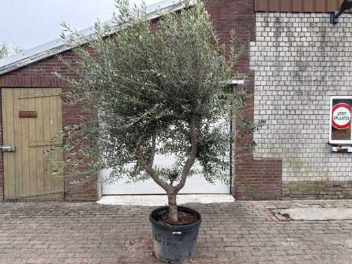 Olivenbaum Andalucia XL – Olea Europaea – ca. 75 Jahre alt – Höhe ca. 280 cm