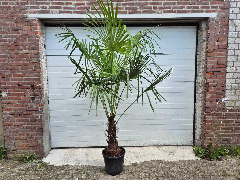 Chińska palma wachlarzowa - Trachycarpus Fortunei - Mrozoodporna roślina - Drzewo śródziemnomorskie - wysokość ok. 250 cm 