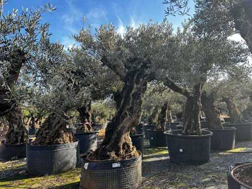 Centuries-old olive tree in basket