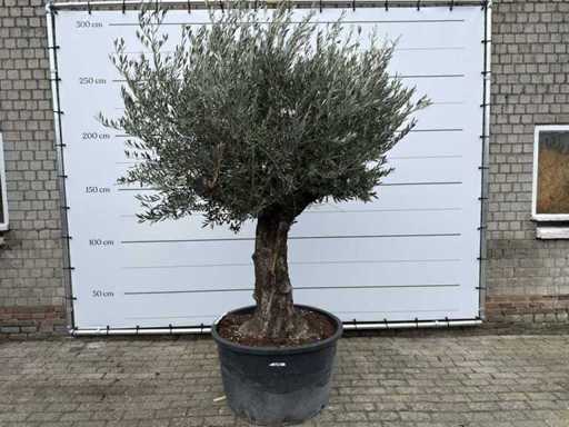 Olijfboom Old Trunk - Olea Europaea - 75 jaar oud - hoogte ca. 250 cm
