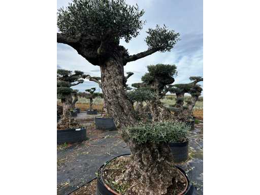  OLEA EUROPEA POM POM SECOLARE  