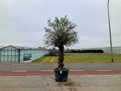 Drzewo oliwne (Olea europaea lessini)