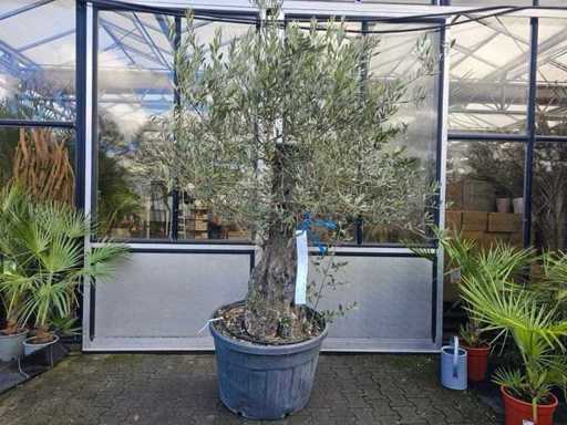 Măslin magnific - 120 de ani - exemplar mediteranean unic