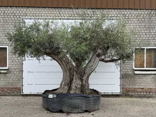 Olijfboom Cieza XXL - Olea Europaea - ca. 250 jaar oud - hoogte ca. 300 cm
